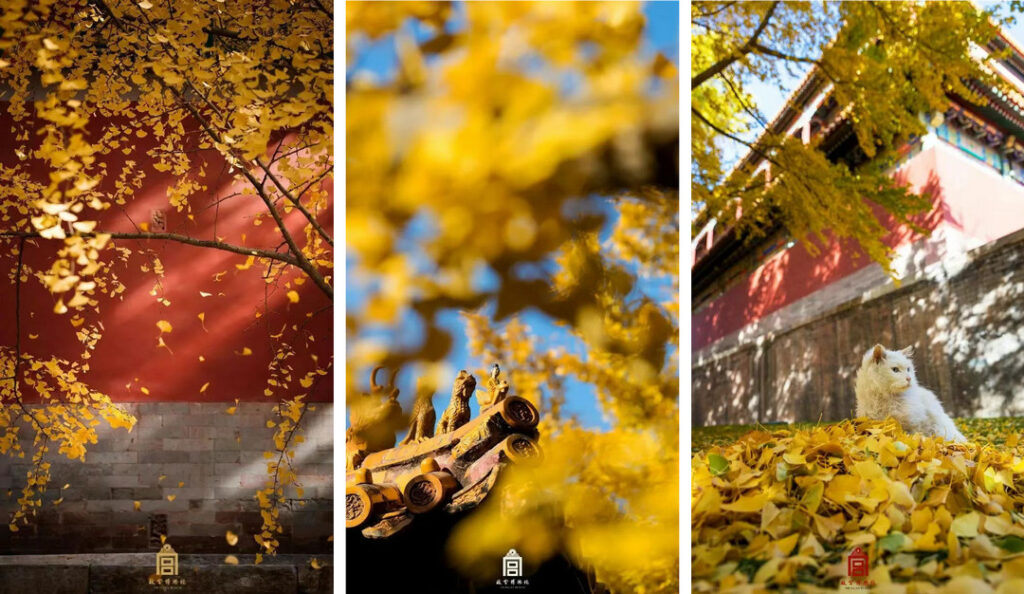 The Forbidden City in autumn 